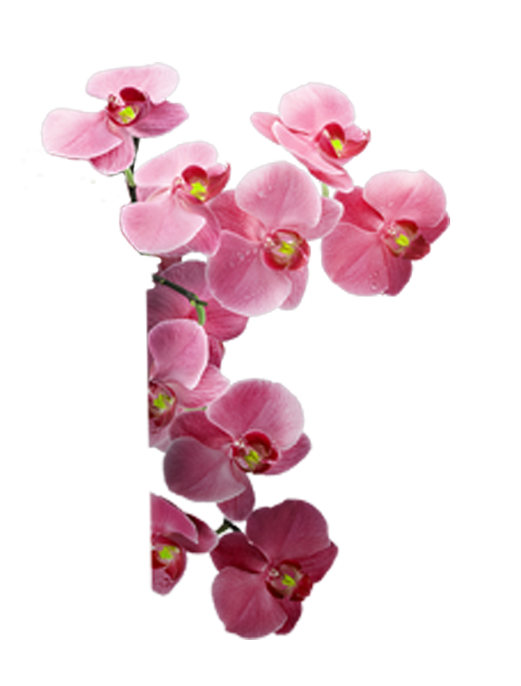 flores