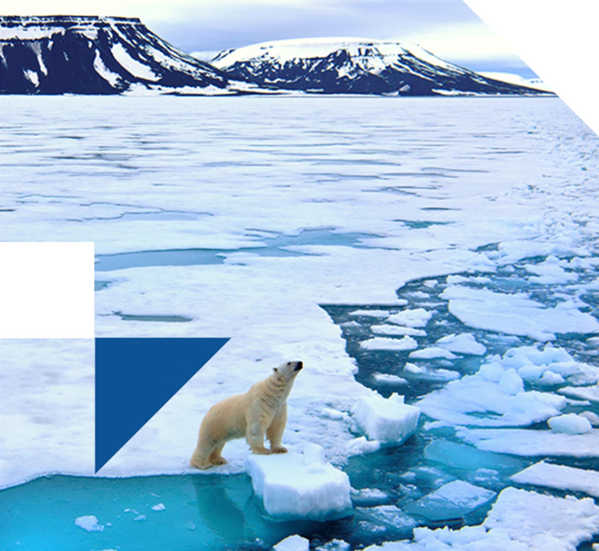 foto catgoria invita