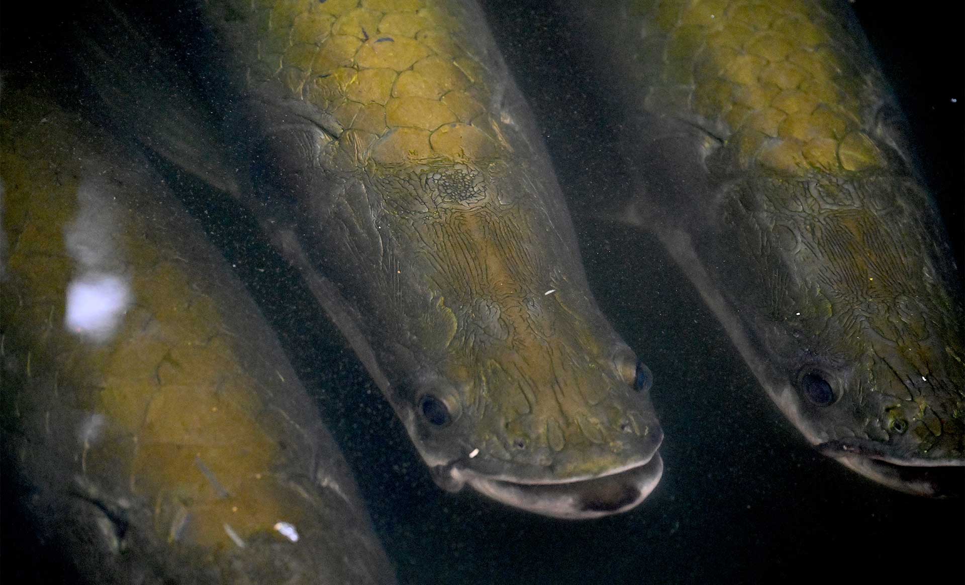 Fotos de la semana - Especiales Semana