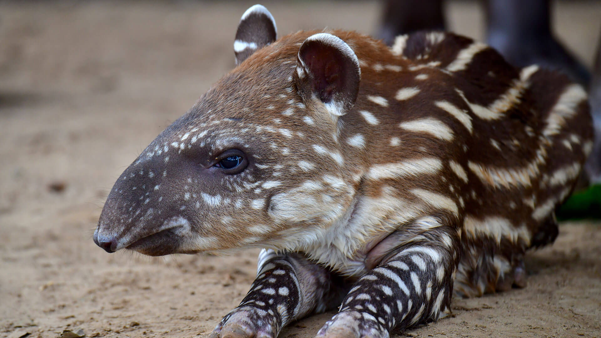Fotos de la semana - Especiales Semana