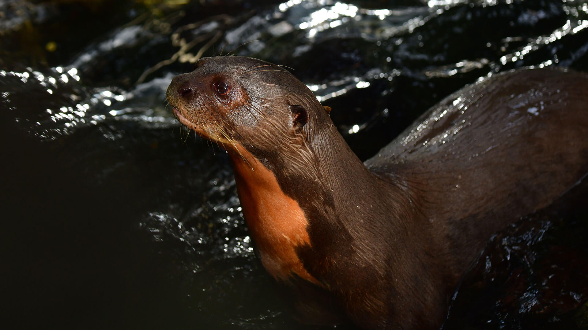 Fotos de la semana - Especiales Semana