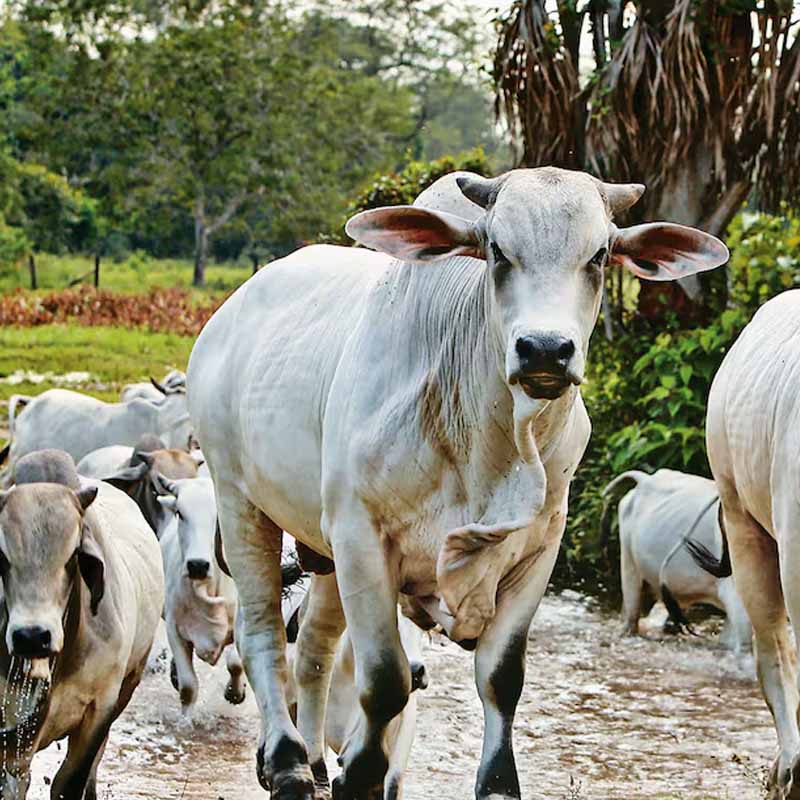 Villavicencio y Meta escriben una nueva historia 