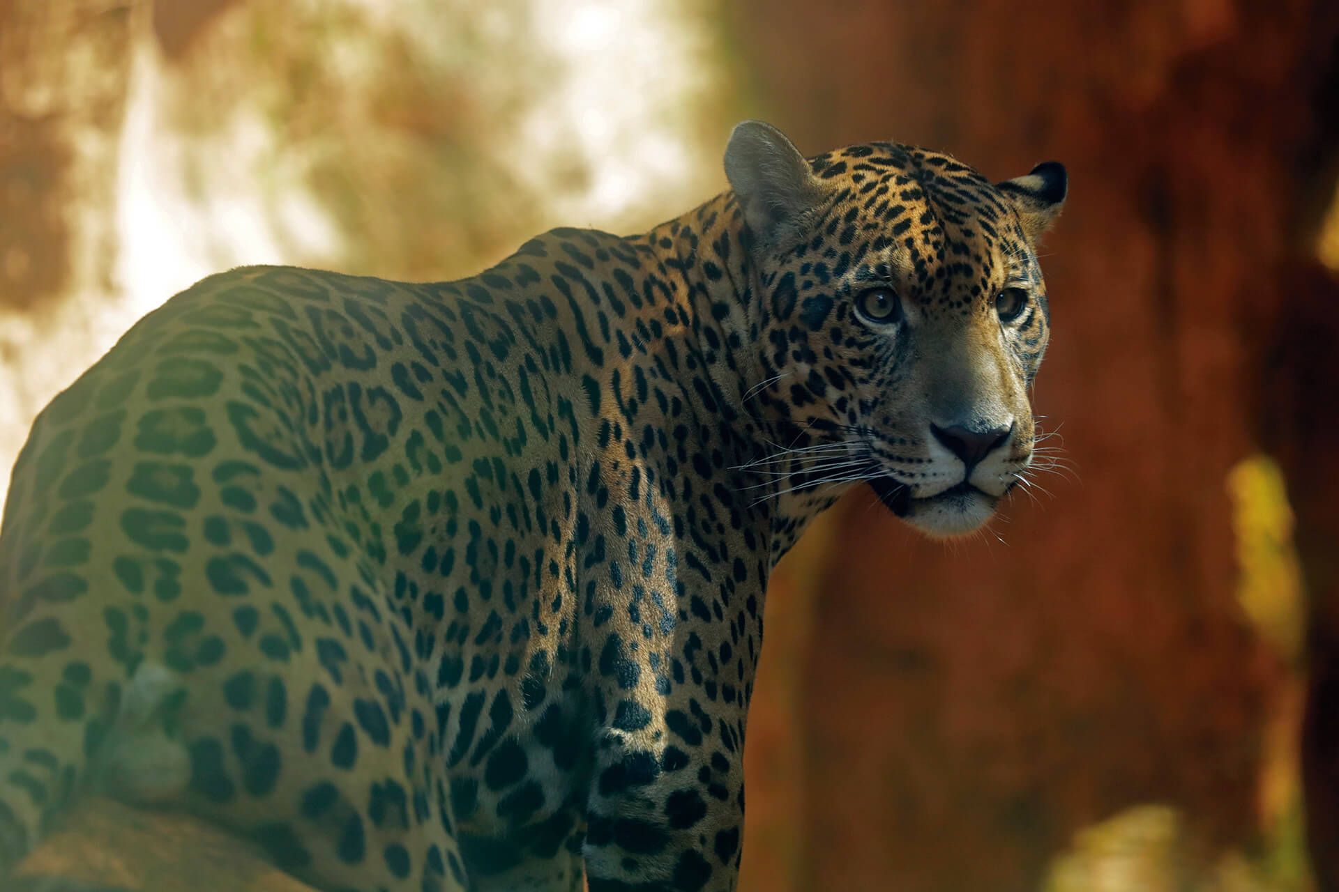 10 destinos imperdibles en el Meta: un viaje al corazón del Llano Especiales Semana