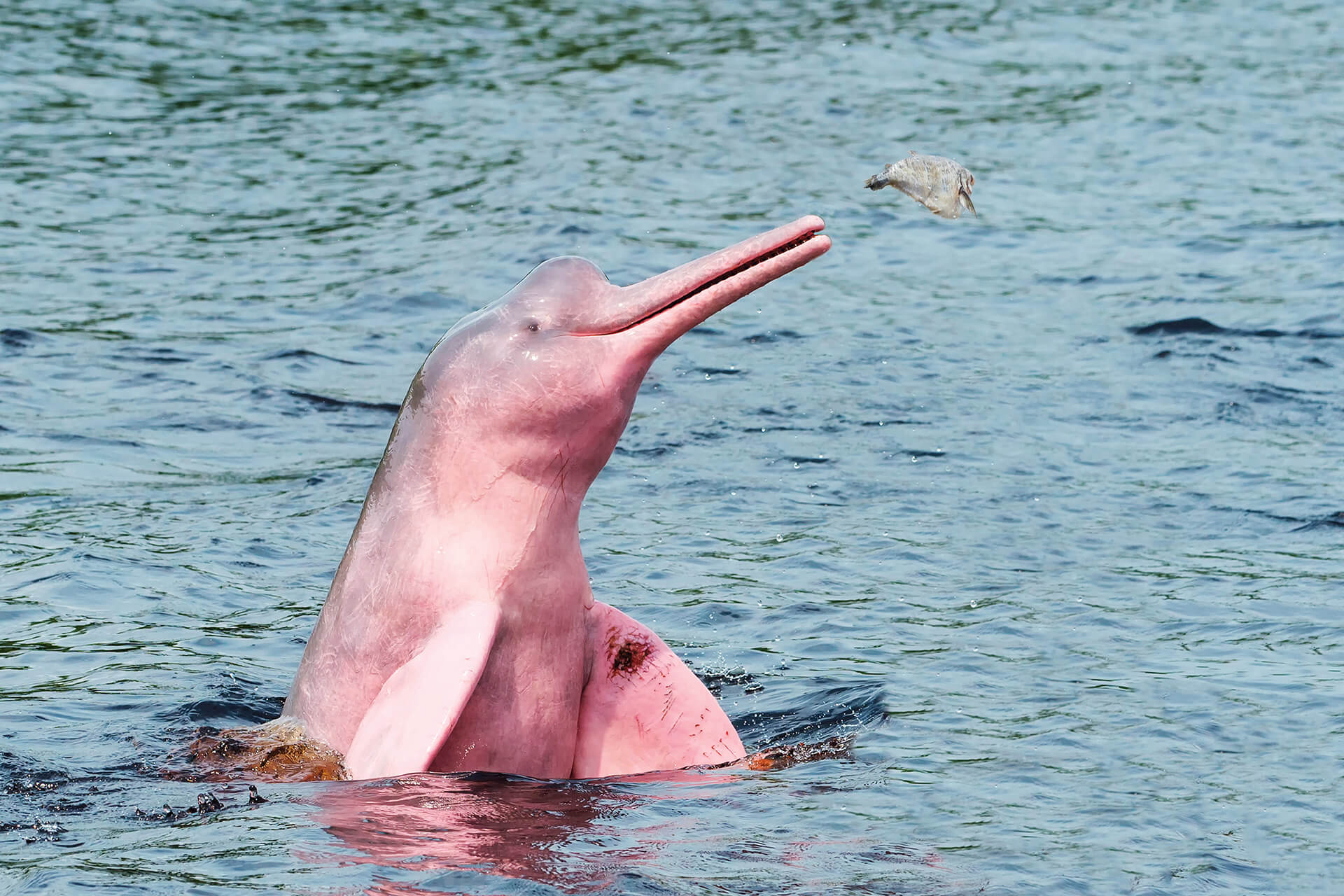 10 destinos imperdibles en el Meta: un viaje al corazón del Llano Especiales Semana
