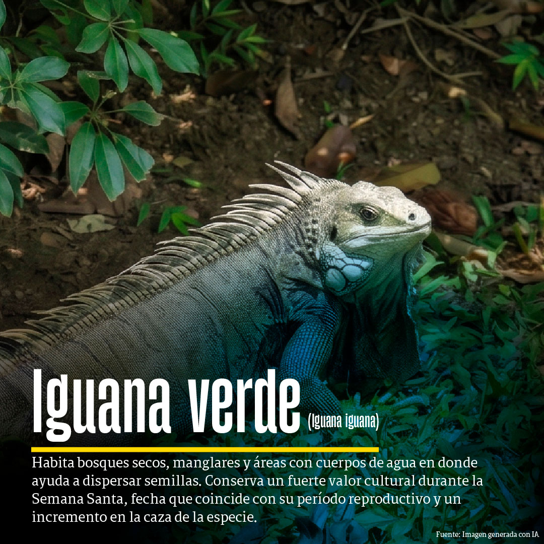 Semana